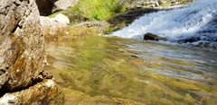 Semirechensk Salamander photo 4