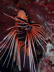 Pterois cincta