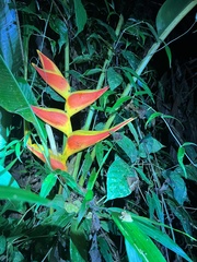 Pristimantis reichlei