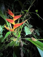 Pristimantis reichlei