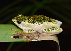 Hyperolius marmoratus marmoratus