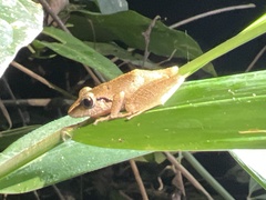 Pristimantis reichlei