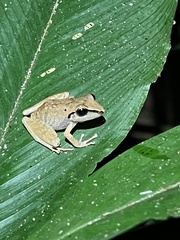 Pristimantis reichlei