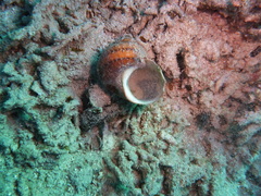 Turbo petholatus