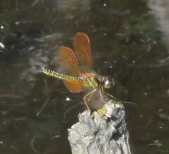 Perithemis domitia