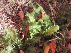 Carduus pycnocephalus