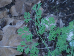 Fumaria