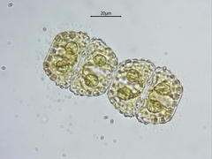 Cosmarium margaritiferum