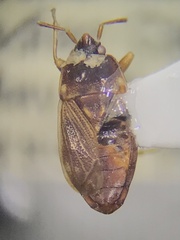 Cryphula trimaculata