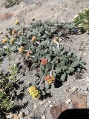 Eriogonum flavum