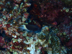 Pycnochromis dimidiatus