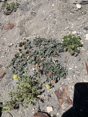 Eriogonum flavum
