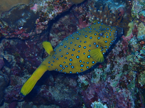 Yellow Boxfish — seen at this dive site