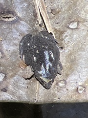 Gastrophryninae