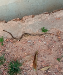 Amphiesma stolatum