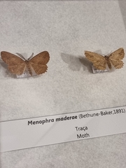 Menophra maderae