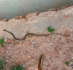 Amphiesma stolatum