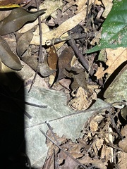 Hamptophryne boliviana