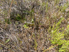 Wahlenbergia subulata