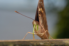 Doxocopa