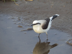 Fluvicola nengeta