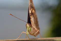 Doxocopa