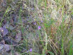 Arthropodium strictum