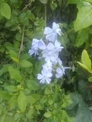 Plumbago