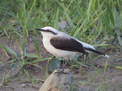 Fluvicola nengeta