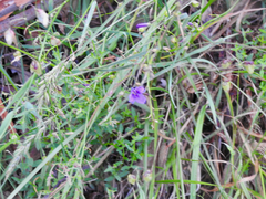 Arthropodium strictum