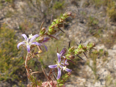 Wahlenbergia subulata