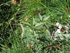Prunus amygdalus