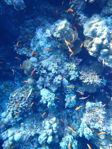 Lyretail Anthias (Pseudanthias squamipinnis)
