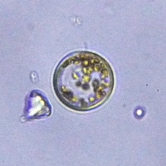 Coscinodiscales