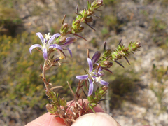 Wahlenbergia subulata
