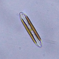 Naviculales