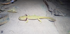 Semirechensk Salamander photo 5