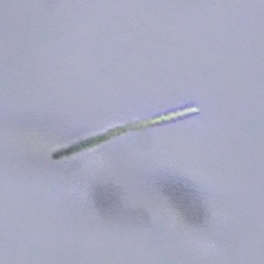 Cyanophyceae