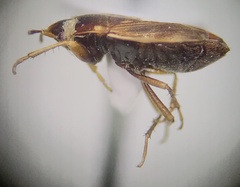 Cryphula trimaculata