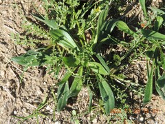 Diplotaxis catholica