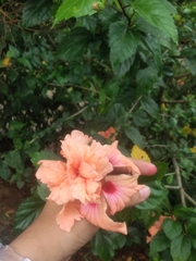 Hibiscus