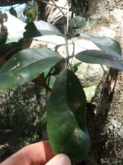 Elaeodendron croceum