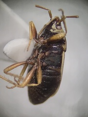 Cryphula trimaculata