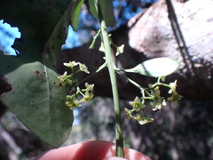 Elaeodendron croceum