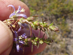 Wahlenbergia subulata