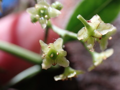 Elaeodendron croceum