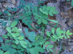 Hippocrepis emerus