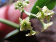 Elaeodendron croceum