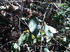 Trichocladus crinitus