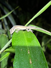 Anolidae